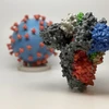 Hình ảnh 3D của virus SARS-CoV-2 (phía sau) và cấu trúc phân tử giúp SARS-CoV-2 xâm nhập tế bào con người (phía trước). (Nguồn: AFP/TTXVN) 