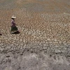 Cảnh khô hạn trên cánh đồng ở Bang Pla Ma, tỉnh Suphanburi, Thái Lan. (Nguồn: AFP/TTXVN) 