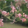 Khung cảnh hoa ô môi nhuộm hồng cả miền quê yên bình ở An Giang