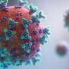 Thuốc Camostat có hiệu quả trong việc giảm số lượng virus SARS-CoV-2 trong các phế quản. (Nguồn: fujifilm.eu) 