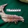 Hóa thạch thuộc Overoraptor chimentoi - một chi mới của loài khủng long ăn thịt Paraves. (Nguồn: bangkokpost.com) 