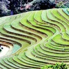[Photo] Ruộng bậc thang - bức tranh nghệ thuật nơi vùng núi Sơn La