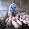 [Video] Tăng nhập thịt lợn, lợn sống để giảm giá trong nước