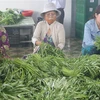 Sơ chế rau an toàn trước khi xuất bán ở Hợp tác xã nông nghiệp Phú Quới (xã Yên Luông, huyện Gò Công Tây). (Ảnh: Minh Trí/TTXVN) 