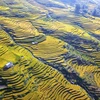 [Photo] Dải lụa vàng ở độ cao hơn 2.000m nơi đại ngàn Y Tý 