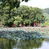Hồ sen trước cửa đền Kiếp Bạc tỏa hương thơm ngát thu hút du khách thập phương. (Ảnh: Mạnh Tú/TTXVN) 