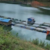 Khu vực nuôi cá lồng trên lòng hồ thủy điện Huội Quảng-Bản Chát tại bản Nậm Khăn, xã Tà Mít, huyện Tân Uyên (Lai Châu). (Ảnh: Quý Trung/TTXVN) 