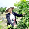 [Photo] Người phụ nữ đầu tiên trồng, bán chanh không hạt tại Việt Nam