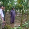 Vườn cây đu đủ của người dân xã Đại Hồng, huyện Đại Lộc, tỉnh Quảng Nam bị hư hại do mưa lũ gây ra. (Ảnh: Đoàn Hữu Trung/TTXVN) 