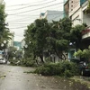 Cây xanh bị ngã đổ trên các tuyến phố tại thành phố Quy Nhơn. (Ảnh: Phạm Kha/TTXVN) 