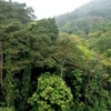 Cánh rừng thông ở Vườn quốc gia Tam Đảo. (Ảnh: Hoàng Hùng/TTXVN) 