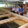 Anh Nguyễn Thanh Tân (thứ hai từ phải sang) đang giới thiệu khu vực nuôi lươn. (Ảnh: Phạm Minh Tuấn/TTXVN) 