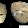 Một công cụ mài bằng đá đã được tìm thấy trong hang Tabun ở núi Carmel. (Nguồn: Đại học Haifa) 