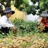 Thu hoạch nhãn tại hộ nông dân Nguyễn Thị Thương, thành viên Hợp tác xã nhãn lồng Miền Thiết ở xã Hàm Tử, huyện Khoái Châu, tỉnh Hưng Yên. (Ảnh: Vũ Sinh/TTXVN) 