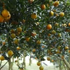 [Photo] Về huyện Cao Phong thăm những vườn cam đang mùa chín rộ