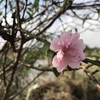 Đào phai Quảng Chính có vẻ đẹp rất riêng, khi mới nở, hoa đào có màu hồng, sau đó phai dần, phần cuối cánh hoa có màu hồng phớt, trông rất đẹp và cuốn hút. (Ảnh: Khiếu Tư/TTXVN) 