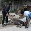 ​Gia súc bị cóng, cước chân không thể đứng vững tại xã Quài Tở, huyện Tuần Giáo, Điện Biên. (Ảnh: Xuân Tiến/TTXVN) 