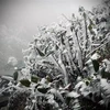 Một số hình ảnh sương muối, băng giá tại đỉnh đèo Khau Phạ. (Ảnh: Tuấn Anh-A Lù/TTXVN) 