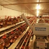 Một trang trại nuôi gà đẻ trứng và gà thịt ở Bắc Giang. Mỗi tháng thu nhập gần 1 tỷ đồng, tạo việc làm cho 10 lao động tại địa phương. (Ảnh: Vũ Sinh/TTXVN) 