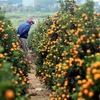 [Photo] Xã trồng quất Đông Hòa ở Thái Bình nhộn nhịp vào vụ Tết