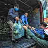 Những chuyến hàng chở bắp cải của nông dân Hải Dương tập kết tại số 38 Giải Phóng, Hà Nội. (Ảnh: Thành Đạt/TTXVN) 