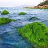 Những tảng đá phủ đầy rêu xanh mướt hiện ra khi thủy triều rút. (Ảnh: Trần Lê Lâm/TTXVN) 
