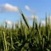 Lúa mì được trồng trên cánh đồng ở Ramallo, Buenos Aires, Argentina. Ảnh: AFP/ TTXVN