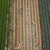 Ngắm cánh đồng chuyên canh rau an toàn của nông dân huyện Mê Linh
