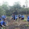 Đoàn Thanh niên TTXVN trồng 10.000 cây xanh hưởng ứng Tết trồng cây