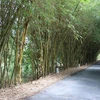Tre được trồng hai bên đường vào rừng tràm Gáo Giồng. (Ảnh: Nguyễn Văn Trí/TTXVN) 