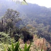 [Photo] Giữ gìn kho báu rừng nguyên sinh ở khu vực Trung Trường Sơn