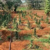 Vườn trồng trái phép cây cần sa ở huyện Krông Năng bị lực lượng chức năng triệt phá vào tháng 5/2020. (Ảnh: TTXVN phát) 
