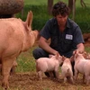Hiện Rivalea cung cấp khoảng 26% lượng thịt lợn đã qua chế biến tại thị trường Australia. (Nguồn: ABC) 