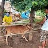Cán bộ thú y thành phố Kon Tum tiêm thuốc kháng sinh cho cá thể bò nhiễm bệnh. (Ảnh: Dư Toán/TTXVN) 