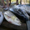 [Photo] Hòa Bình: 30 tấn cá lồng chết do sặc bùn nước sông Đà