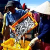 Sơ chế cá trước khi đưa đi tiêu thụ tại bến cá Mỹ Tân (huyện Ninh Hải, Ninh Thuận). (Ảnh: Nguyễn Thành/TTXVN) 