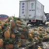 Huyện Thạnh Hóa của Long An đang vào mùa thu hoạch dứa.(Nguồn: Báo Long An) 