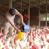 Chăm sóc đàn gà đẻ trứng tại trang trại liên kết của Hợp tác xã Chăn nuôi Đông Lỗ, xã Đông Lỗ, huyện Ứng Hòa, Hà Nội. (Ảnh: Hoàng Hiếu/TTXVN) 