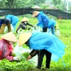 Phụ nữ Bắc Ninh đội mưa thu hoạch nông sản chi viện cho người Hà Nội