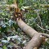 Cây rừng tại Ban quản lý rừng phòng hộ Sông Hinh bị đốn hạ năm 2017 để phục vụ dự án. (Ảnh: TTXVN phát) 