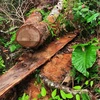 Rất nhiều cây gỗ nghiến cổ thụ có tuổi đời hàng trăm năm tuổi đã bị chặt hạ. (Ảnh: TTXVN phát) 