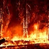 Cháy rừng dữ dội tại cộng đồng Prattville ở hạt Plumas, California (Mỹ) ngày 23/7/2021. (Ảnh: AFP/TTXVN) 