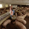 Trang trại chăn nuôi lợn khép kín của gia đình anh Phạm Văn Thụy, xã Phú Châu, huyện Ba Vì. (Ảnh: Vũ Sinh/TTXVN) 