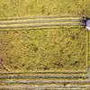 Thu hoạch lúa mùa trên cánh đồng Hoàng Chung xã Đồng Ích, huyện Lập Thạch, Vĩnh Phúc. (Ảnh: Hoàng Hùng/TTXVN) 