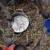 Trẻ em nhặt hạt ngũ cốc rơi vãi trên cánh đồng tại Ayod, Nam Sudan. (Ảnh: AFP/TTXVN) 