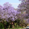 [Photo] Pretoria - thành phố hoa phượng tím của Nam Phi