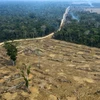 Một khoảng rừng Amazon bị thiêu rụi ở gần Porto Velho, bang Rondonia, Brazil, ngày 24/8/2019. (Ảnh: AFP/TTXVN) 