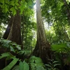 Một khu rừng ở Indonesia. (Nguồn: factsofindonesia.com) 