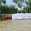 Một khu vực bờ bao bị sạt lở tại huyện Cù Lao Dung (tỉnh Sóc Trăng). (Ảnh: Chanh Đa/TTXVN) 