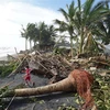 Cây cối gãy đổ do bão Rai tại thị trấn Dulag, tỉnh Leyte, Philippines ngày 17/12/2021. (Ảnh: AFP/TTXVN) 